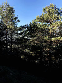 Trees in forest against sky