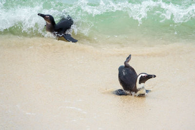Two of penguin try to get up on the beach