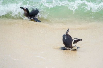 South africa penguins in the boulders beach nature reserve. cape town, south africa