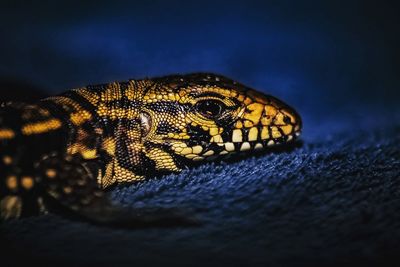 Close-up of lizard