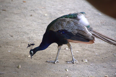 Side view of a bird