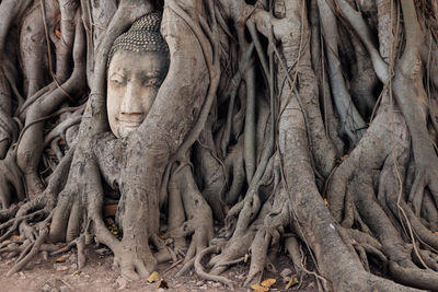 Sculpture of tree trunk