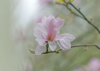 Close-up of pink flower on tree