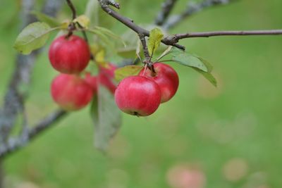 Close-up of red berries growing on tree