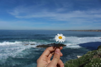 Cropped hand holding white flowering plant against sea