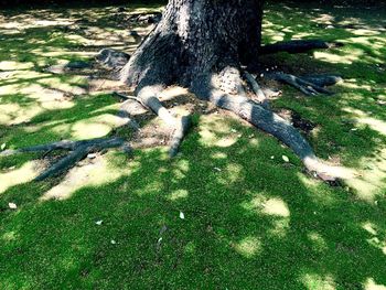 Trees on grass