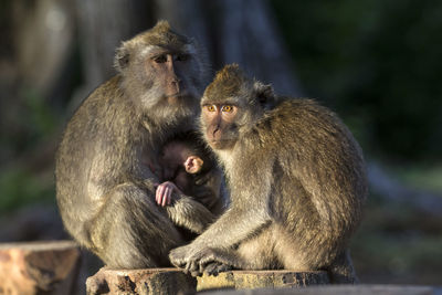 Monkeys sitting outdoors