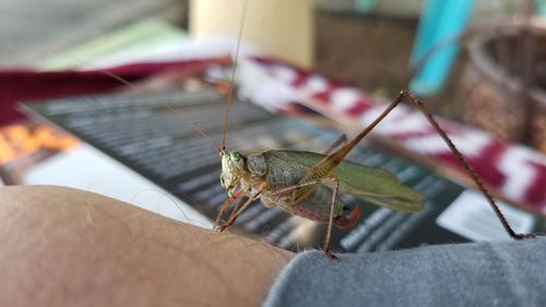 Close-up of insect on hand