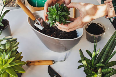 Woman's hands transplanting succulents in one pot on. making decorative green composition. 