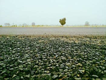 Scenic view of field against clear sky