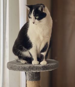 Portrait of a cat looking away
