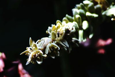 Close-up of yellow flowering plant
