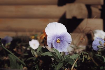 Close-up of white flowering plant