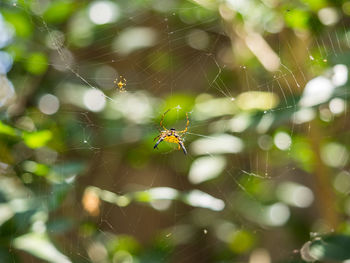 Close-up of spider on web