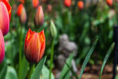 Tulips on the first day of spring