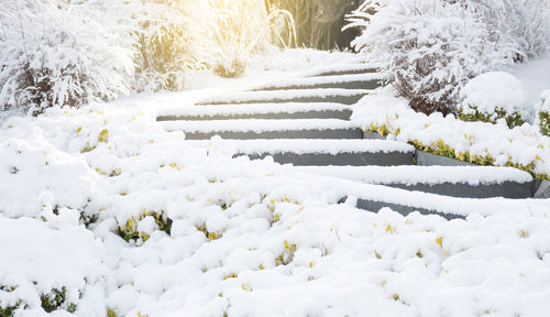 Snow covered plants and trees during winter