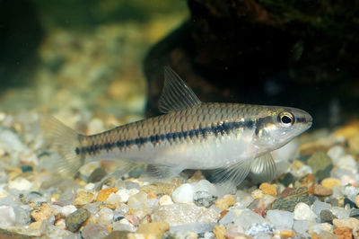 Close-up of fish swimming in sea