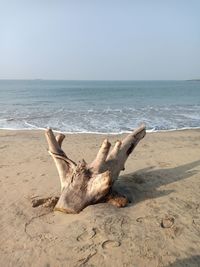 Driftwood on beach against clear sky