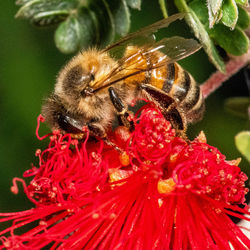 Close-up of bee pollinating on flower