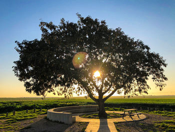 Tree on field against sky