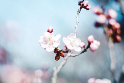 Close-up of cherry blossoms in spring