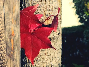 Close-up of red maple leaves on tree trunk