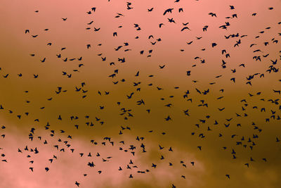 Low angle view of birds flying in sky