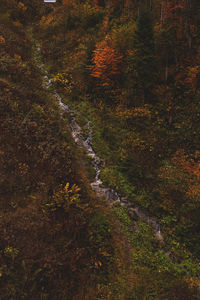 Trees growing in forest during autumn