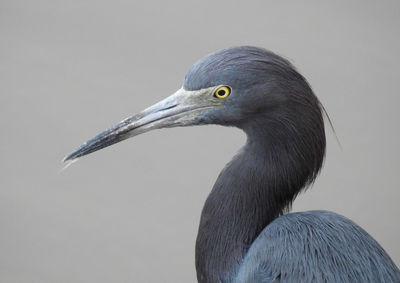 Little blue heron posing for a portrait.