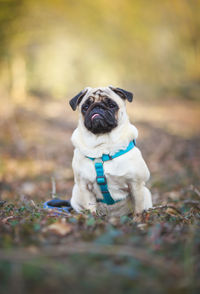 Close-up portrait of dog sitting on field