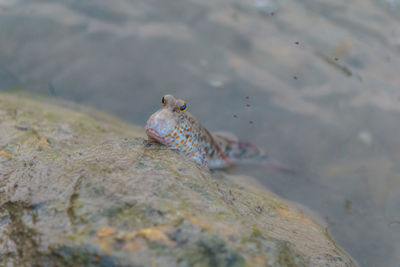 High angle view of crab on rock