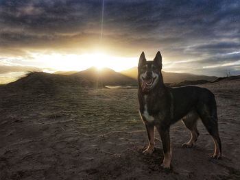 Portrait of dog on mountain against sky during sunset