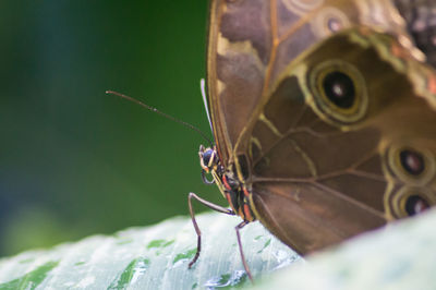 Close-up of butterfly on leaf