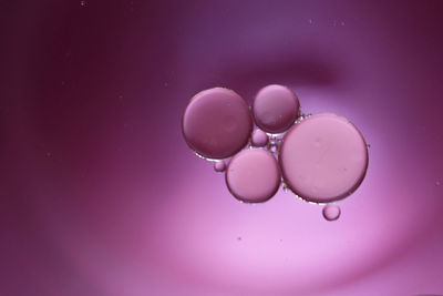 Close-up of water drops against pink background