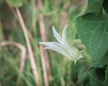 Close-up of white flower on field