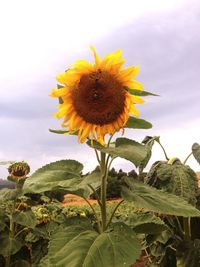 Close-up of sunflower blooming against sky