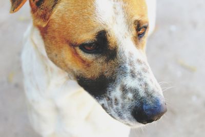 Close-up portrait of dog