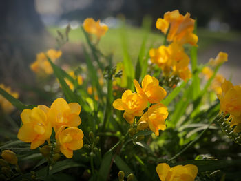 Close-up of yellow flowering plant