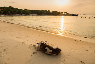 Dog relaxing on beach