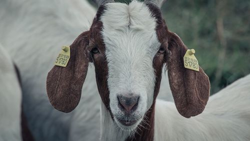 Close-up portrait of horse