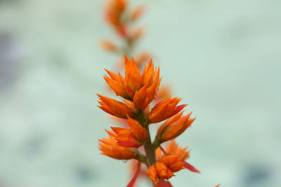 Close-up of orange flowers against sky