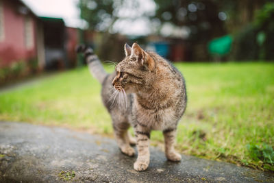 Cat looking away on footpath