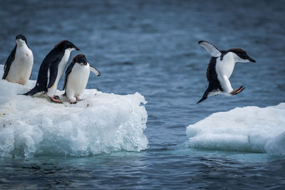 Penguins on icebergs in sea