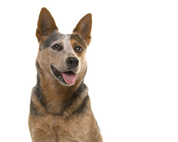 Close-up portrait of a dog over white background