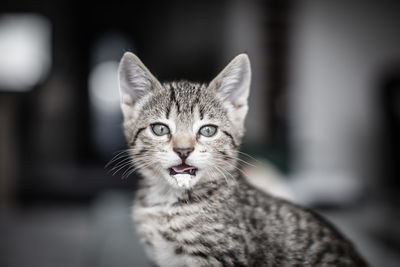 Close-up portrait of tabby cat
