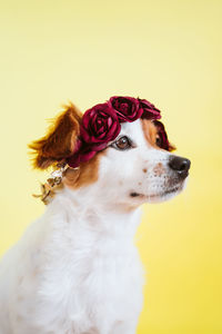 Cute jack russell dog wearing a crown of flowers over yellow background. spring or summer concept