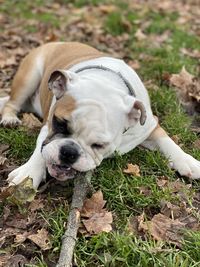 Close-up of a bulldog sleeping on field