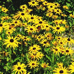 Close-up of yellow flowers blooming outdoors