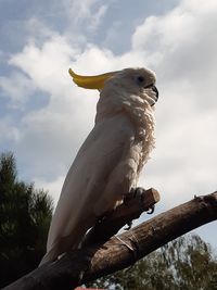 Low angle view of bird perching on branch against sky