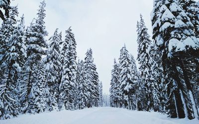 Frozen trees against sky during winter